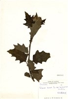 藏品(毛柱萬桃花)的圖片